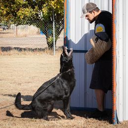 German Shepherd All Grown Up from Kaw-Tal German Shepherds