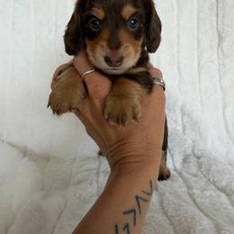 Chocolate and cream girl - Chocolate and cream female Dachshund puppy in Wilton, California from Ranch Raised Doxies