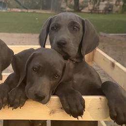 Weimaraners from Kennedy Weimaraners