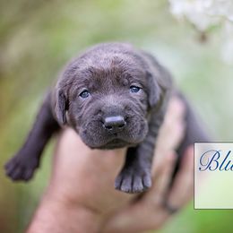 Labrador Retriever Puppies from Sagey Acres Farmette and Labs