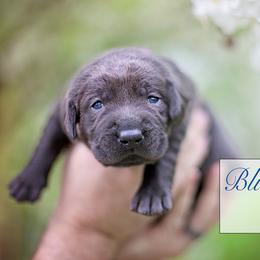 Labrador Retriever Puppies from Sagey Acres Farmette and Labs