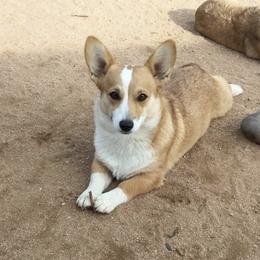 Peaches - Red female Pembroke Welsh Corgi puppy in Phelan, California from Desert Sunset Pembroke Welsh Corgis