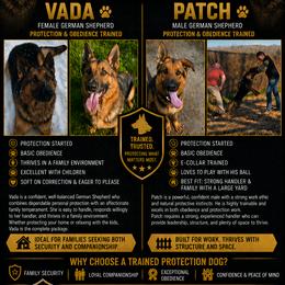 German Shepherd puppies from Mission K9