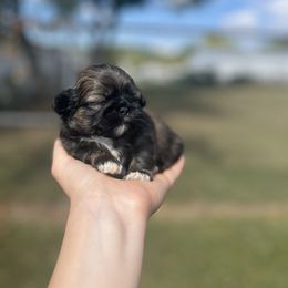 Charlie - Black and tan male Shih Tzu puppy in Clinton, Tennessee from Southland’s Shih Tzus