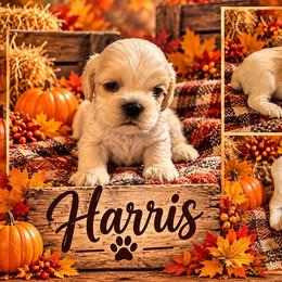 Harris - Buff and white male Cocker Spaniel puppy in Clinton, Oklahoma from Enchanted Spaniels