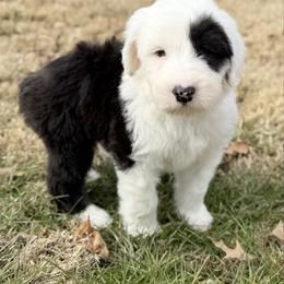 Wiz - Black and white male Old English Sheepdog puppy in Chattanooga, Tennessee from River City Doodles TN