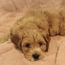 Australian Labradoodle Puppies from Majestic Labradoodles