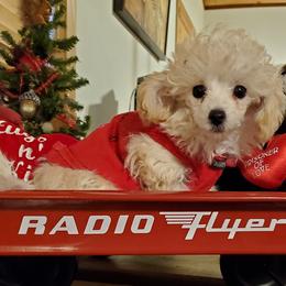 Poodle Puppies from Caloosa Toy Poodles