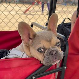 Sir Bentley - Blue fawn male French Bulldog puppy in Temple, Texas from Teak’s Texas Frenchie’s
