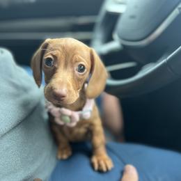 Dachshund Puppies from Golden Creek Farm
