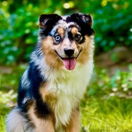 Teyha - Miniature Australian Shepherd