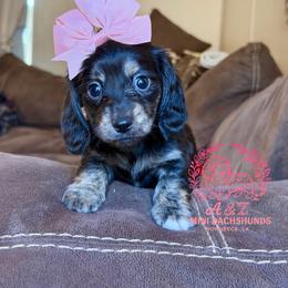 Dixie - Black and cream female Dachshund puppy in Hornbeck, Louisiana from A&Z Mini Dachshunds