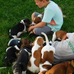 Basset Hound Puppies from Sandyhill Basset Hounds