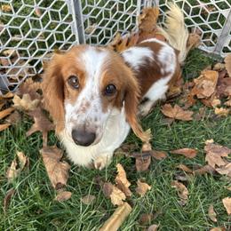 Milo - Dachshund