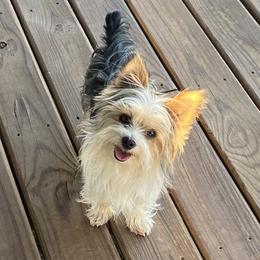 Knox - Yorkshire Terrier