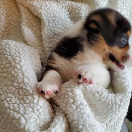 Pembroke Welsh Corgi Puppies from Patrick's Pembroke Welsh Corgis
