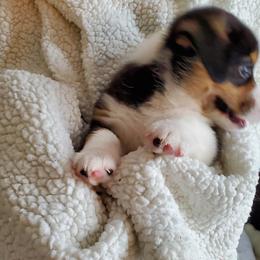 Pembroke Welsh Corgi Puppies from Patrick's Pembroke Welsh Corgis