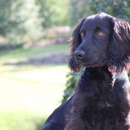 Hutch - English Cocker Spaniel