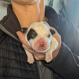 Yellow Collar - Blue male Australian Cattle Dog puppy in Ammon, Idaho from Piney River Cattle Dogs