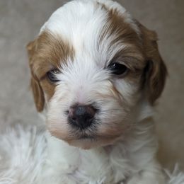 Aussiedoodles, Bernedoodles, Cavapoos, Goldendoodles, and Poodles from Southern Utah Doodles & Poodles