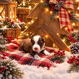 Nibbles - Red tri male Miniature Australian Shepherd puppy in Romney, West Virginia from South Branch Mini Aussies