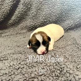 Girl 1 - Tri-color female Jack Russell Terrier puppy in Bedias, Texas from JBar Jacks