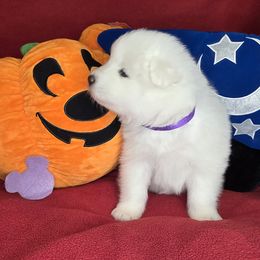 Girl 1 - female Samoyed puppy in Elko New Market, Minnesota from Double Helix Samoyeds