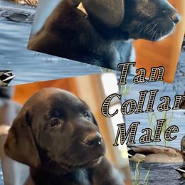 German Shepherd and Labrador Retriever Puppies from Point to Point West