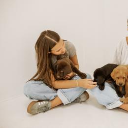 Labrador Retriever Puppies from UC Labradors LLC