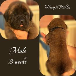 Asher - Fawn male Mastiff puppy in Carthage, Missouri from Mama’s Mastiffs