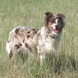 Quinn - Australian Shepherd
