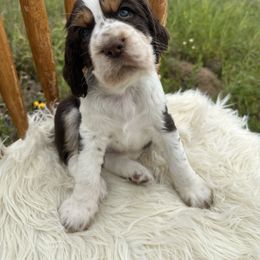 English Springer Spaniel Puppies from Currahee Fields Springers