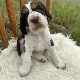 English Springer Spaniel Puppies from Currahee Fields Springers