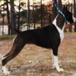 Sally - Boxer