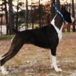 Sally - Boxer