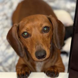 Leena - Dachshund
