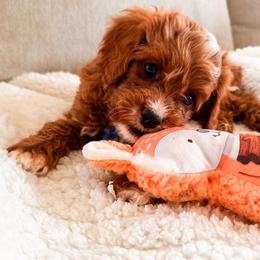 Cavalier King Charles Spaniel, Cavapoo, and Poodle Puppies from Pixie Dust Cavaliers