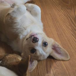 Sable Bluie Merle - Sable merle and white female American Corgi puppy in Clovis, New Mexico from Sweet & Salty Cowdogs