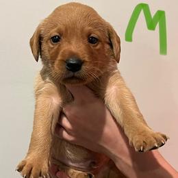 Boy 3 - male Labrador Retriever puppy in Stokesdale, North Carolina from Belews Creek Gundogs