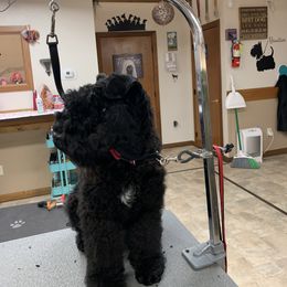 Kerry Blue Terrier Puppies from Watch Em’ Spar Kerry Blue Terriers