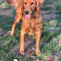 Ditri - Golden Retriever