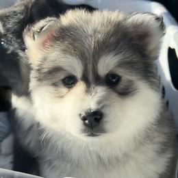 Pomsky Puppies from PomskyParadise