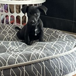 Doc Holiday - White and black male Russell Terrier puppy in Great Falls, Montana from VS Golden Fields