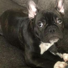 Doberman Pinschers and French Bulldogs from Upper Echelon Kennel