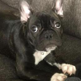 Doberman Pinschers and French Bulldogs from Upper Echelon Kennel