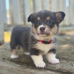 Marina (red) - Blue female Pembroke Welsh Corgi puppy in East Oakdale, California from Rhettro Kennels