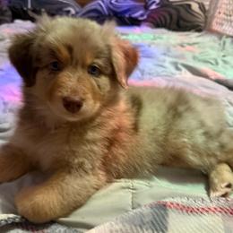 Superman - Red merle male Australian Shepherd puppy in East Hartford, Connecticut from CT Aussies