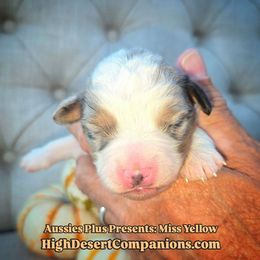 Miss Yellow - Blue merle female Toy Australian Shepherd puppy in Dolan Springs, Arizona from High Desert Companions
