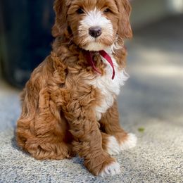Australian Labradoodle Puppies from Cascade Canyon Labradoodles