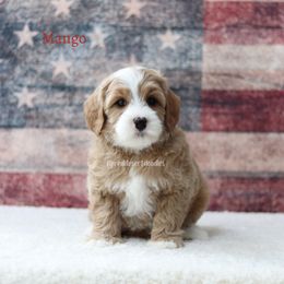 Mango - Apricot male Australian Labradoodle puppy in Hurricane, Utah from Red Desert Doodles
